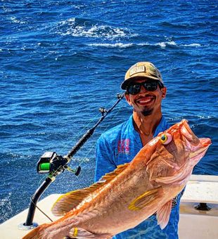 Giant Red Snapper in Action!